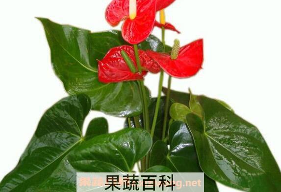 红掌如何养 红掌的养殖方法和注意事项 