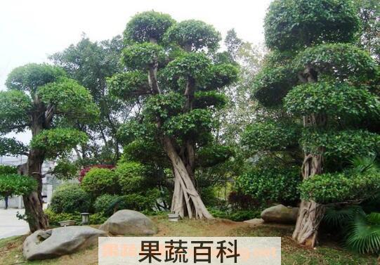 榕树如何养 榕树的养殖方法和注意事项