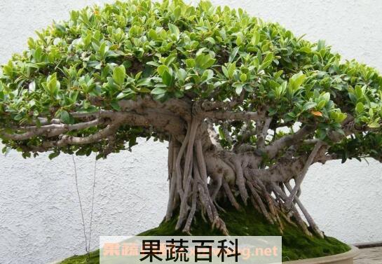 榕树如何养 榕树的养殖方法和注意事项