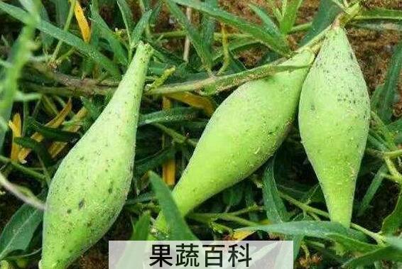 地梢瓜泡水的功效 地梢瓜的副作用