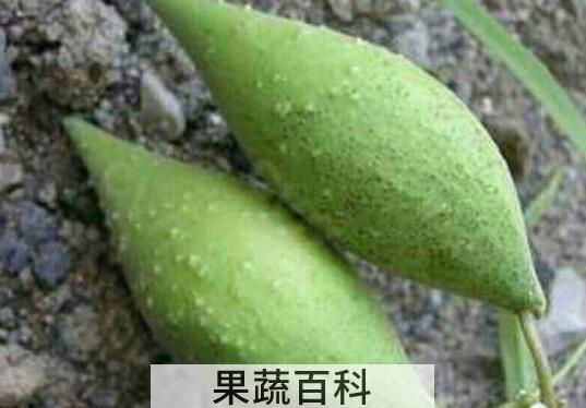 地梢瓜泡水的功效 地梢瓜的副作用