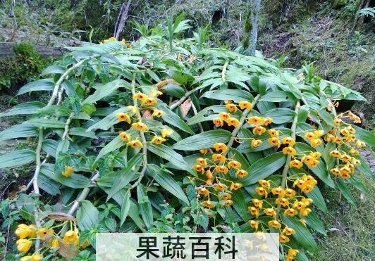 束花石斛能吃吗 束花石斛怎么吃