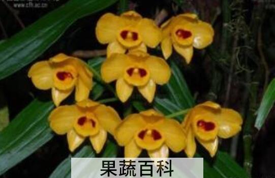 束花石斛能吃吗 束花石斛怎么吃