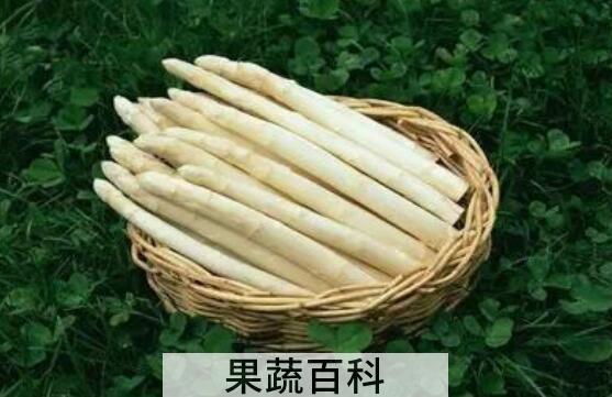 白芦笋茶的功效与作用