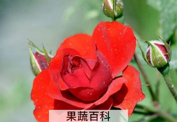 月季花和冰糖的功效与作用