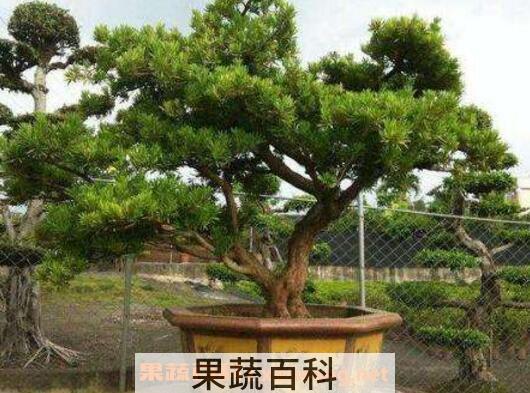 罗汉松怎么养 罗汉松的养殖方法和注意事项