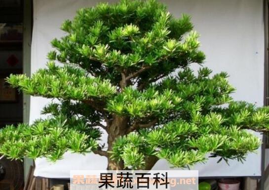 罗汉松怎么养 罗汉松的养殖方法和注意事项