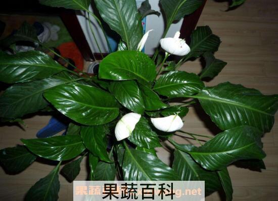 一帆风顺如何养 一帆风顺的养殖方法和注意事项