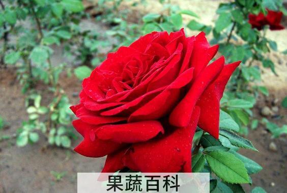 月季花酱的功效与作用
