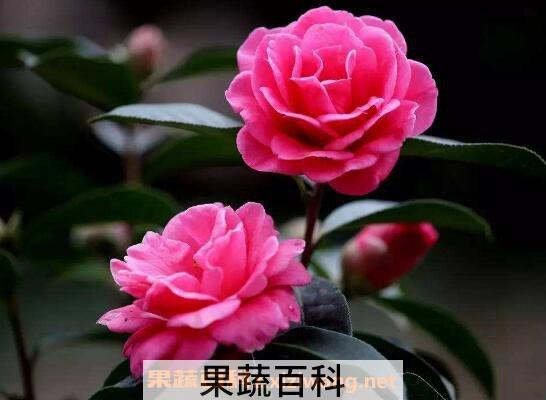 山茶花如何养 山茶花的养殖方法和注意事项