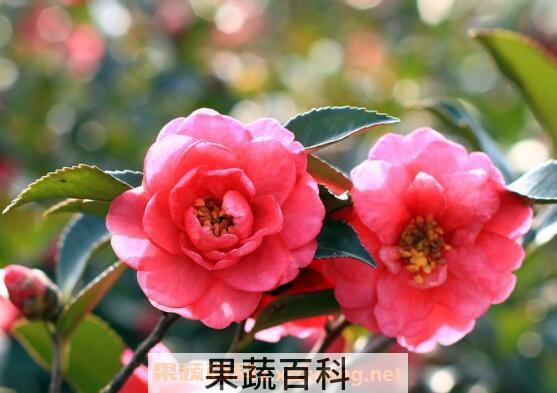 山茶花如何养 山茶花的养殖方法和注意事项