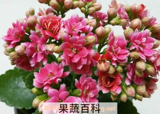 长寿花如何养 长寿花的养殖方法和注意事项