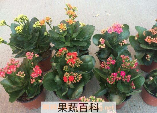 长寿花如何养 长寿花的养殖方法和注意事项