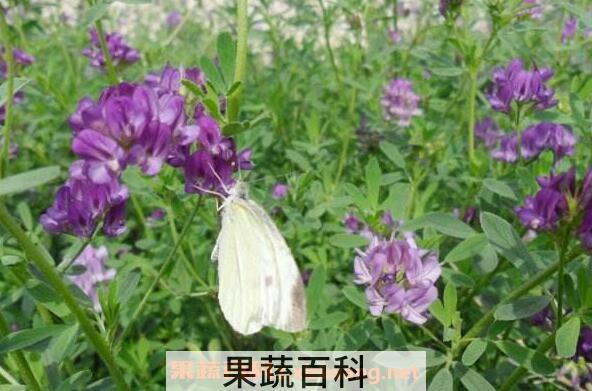 喝苜蓿酵素的危害 苜蓿酵素固体饮料骗局