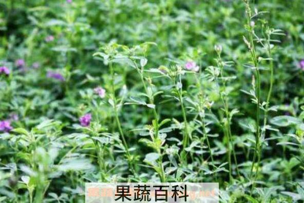 喝苜蓿酵素的危害 苜蓿酵素固体饮料骗局