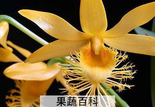 长苏石斛的药用价值 长苏石斛的功效