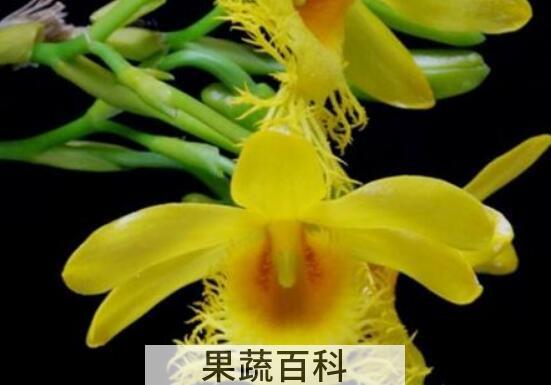 长苏石斛的药用价值 长苏石斛的功效