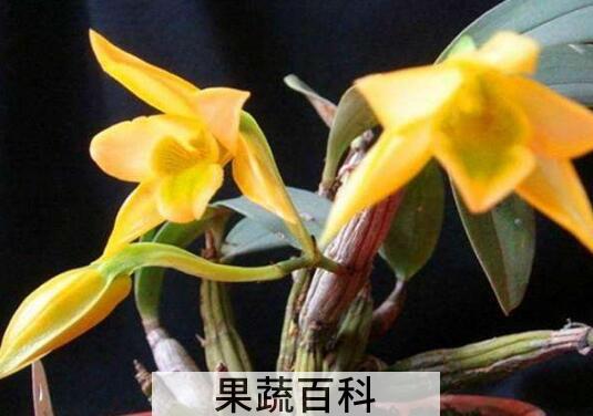 翅梗石斛的种植方法