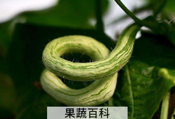 蛇瓜种子的功效与作用