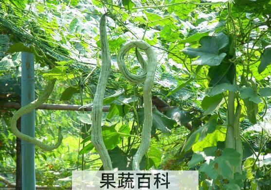 蛇瓜种子的功效与作用