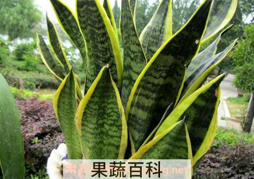 虎皮兰如何养 虎皮兰的养殖方法和注意事项 