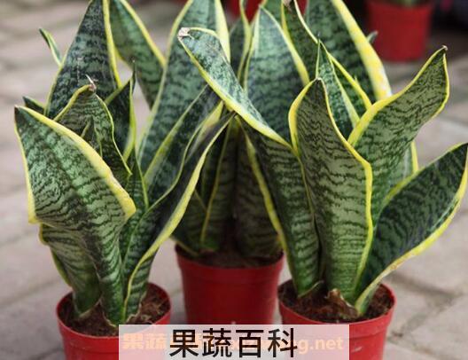 虎皮兰如何养 虎皮兰的养殖方法和注意事项 