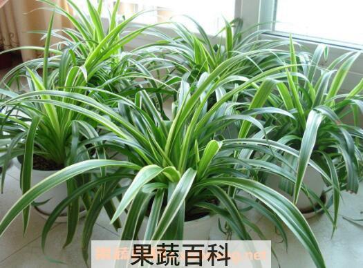 吊兰如何养 吊兰的养殖方法和注意事项 