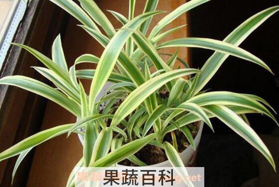 吊兰如何养 吊兰的养殖方法和注意事项 