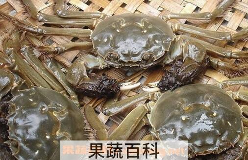 雌蟹和雄蟹的区别