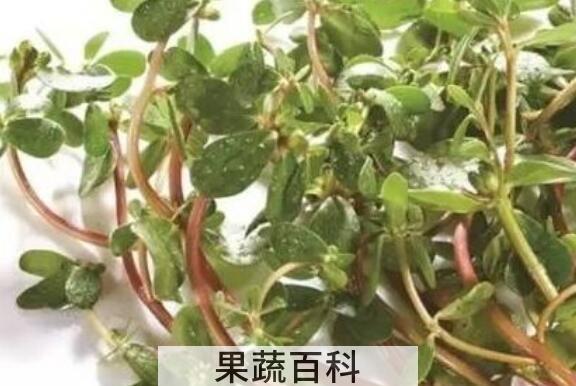 蚂蚁菜根的功效与作用