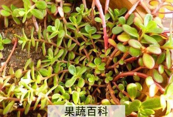 蚂蚁菜根的功效与作用