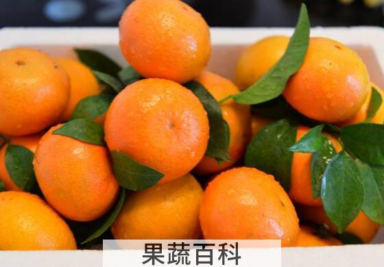柑果和橘子有什么区别 吃柑果的好处有哪些