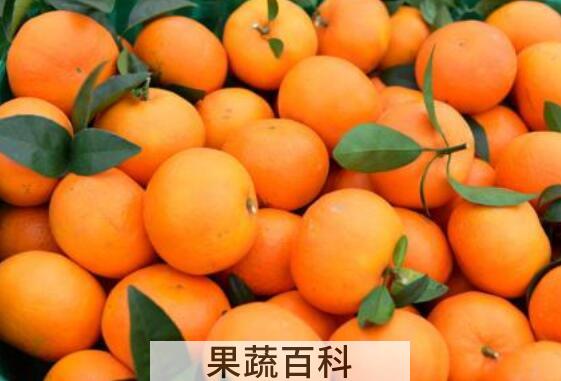 柑果和橘子有什么区别 吃柑果的好处有哪些