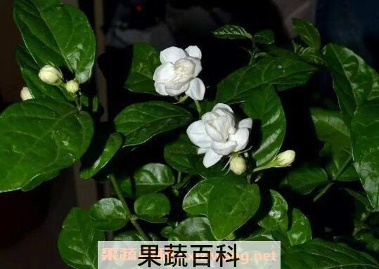 栀子花如何养 养殖栀子花的方法与注意事项