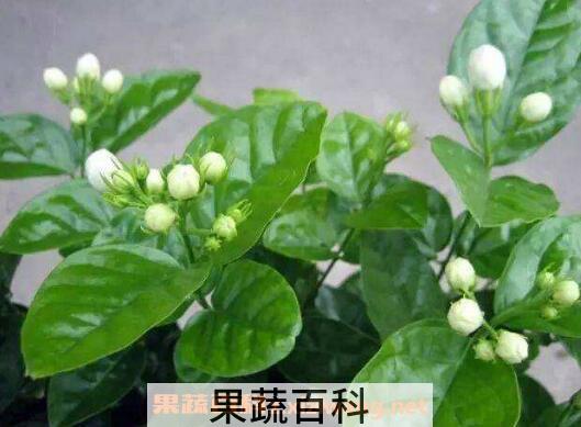 栀子花如何养 养殖栀子花的方法与注意事项