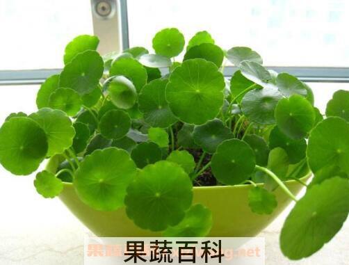 铜钱草怎么养 铜钱草的养殖方法技巧