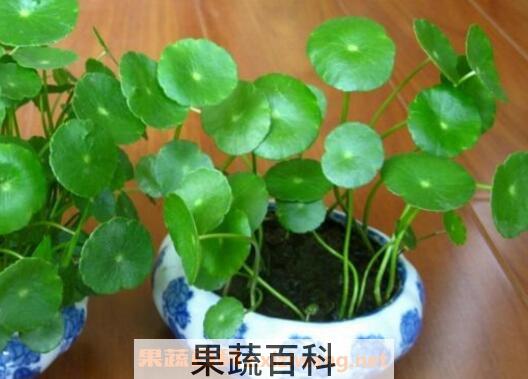 铜钱草怎么养 铜钱草的养殖方法技巧