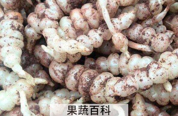 地溜子的功效和作用