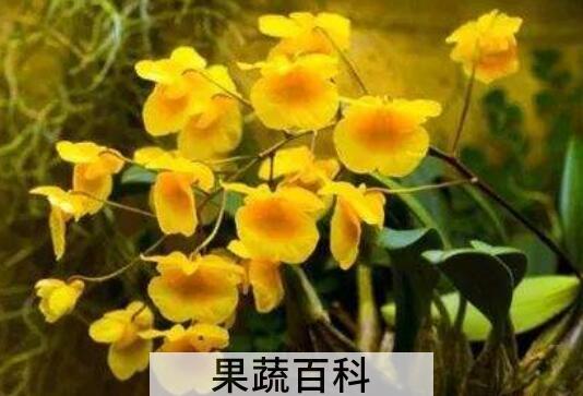 聚石斛的功效与作用 聚石斛的药用价值