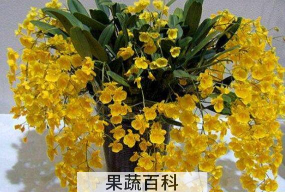 聚石斛的功效与作用 聚石斛的药用价值