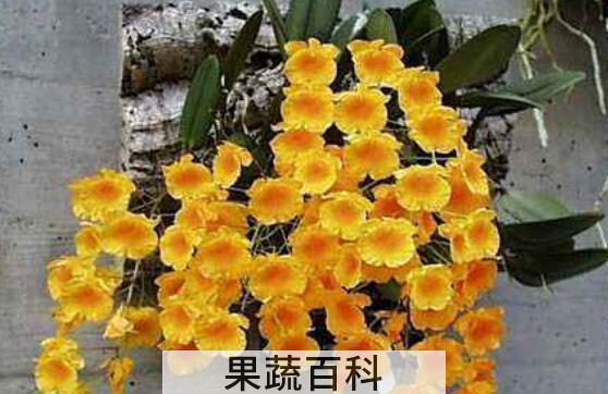 聚石斛的种植方法 聚石斛的特点