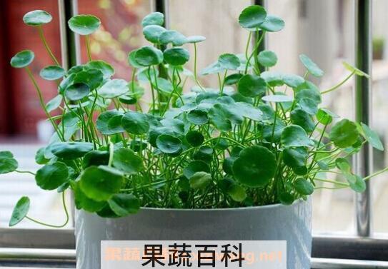 金钱草怎么养殖 金钱草的养殖方法技巧
