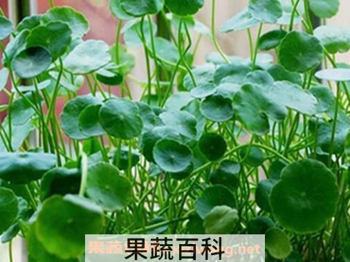 金钱草怎么养殖 金钱草的养殖方法技巧