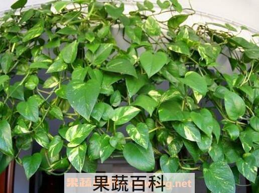 绿萝怎么养 绿萝的养殖方法技巧