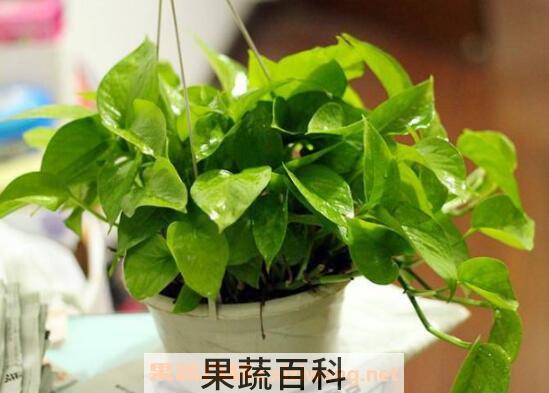 绿萝怎么养 绿萝的养殖方法技巧