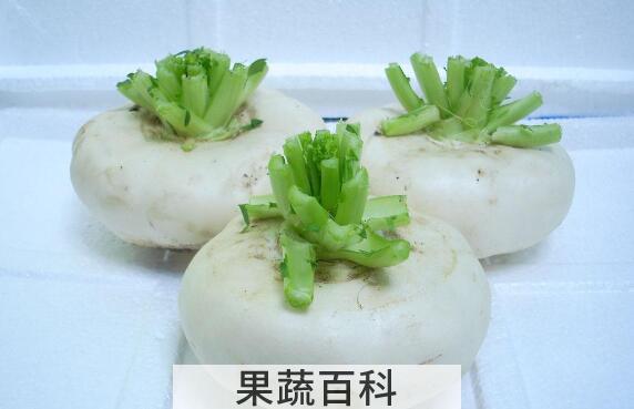 盘菜的功效与作用