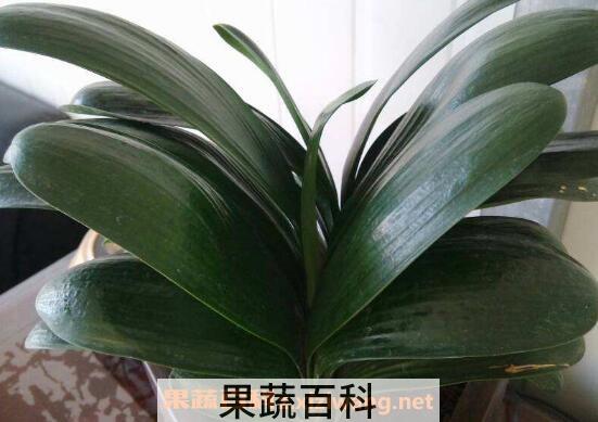 君子兰怎么养 君子兰的养殖方法技巧