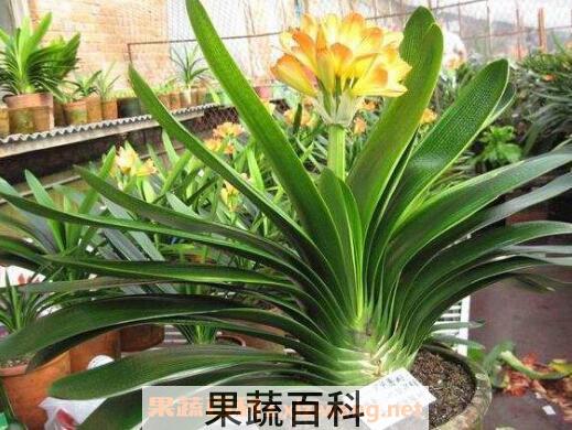 君子兰怎么养 君子兰的养殖方法技巧