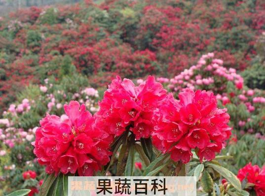 杜鹃花怎么养 杜鹃花的养殖方法技巧