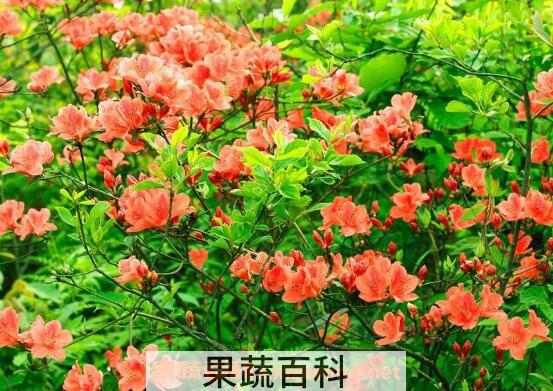 杜鹃花怎么养 杜鹃花的养殖方法技巧